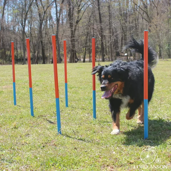 Lord Anson Dog Agility Kit - Training Gear