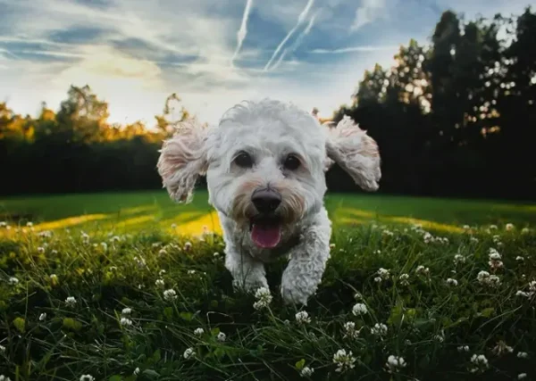 Plant-Based Puppy Tick Repellent for Medium Canines