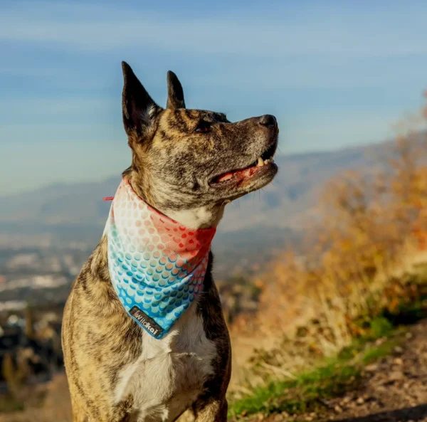 Dog Bandana with Featherlight Chilling Fabric for Hiking