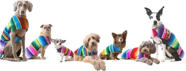 Custom Pet Poncho from Mexican Serape