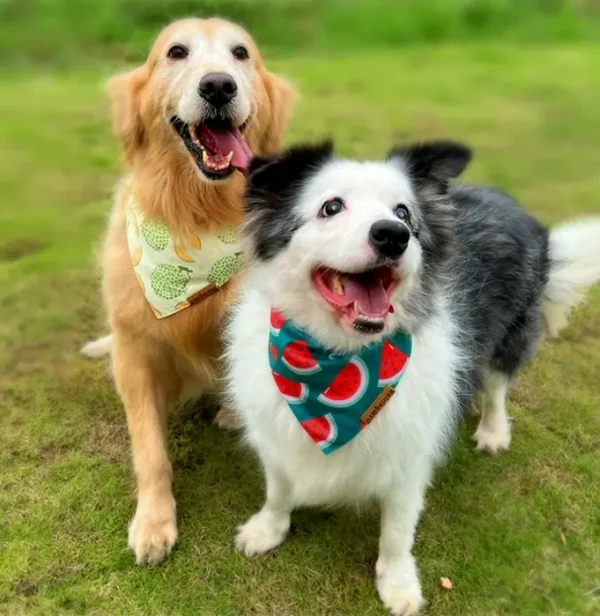 Adorable Fruit Dog Bibs, Two Bundle, Summer Design