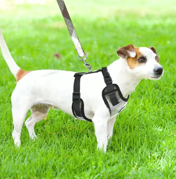 PUPTECK Dog Harness and Lead Set for Small Dogs & Cats