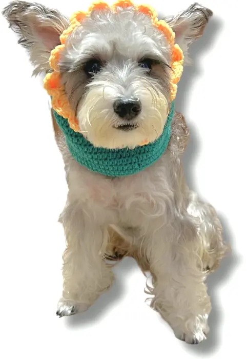 Animal Snoods for Felines & Dogs - Golden Petal Sunflower Style, Medium