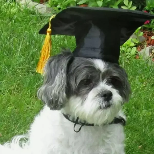 Dog Graduation Hat with Golden Tassel