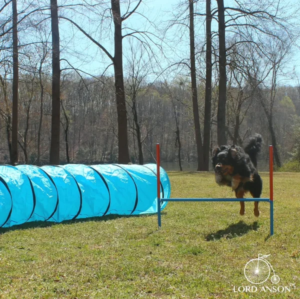 Lord Anson Dog Agility Kit - Training Gear