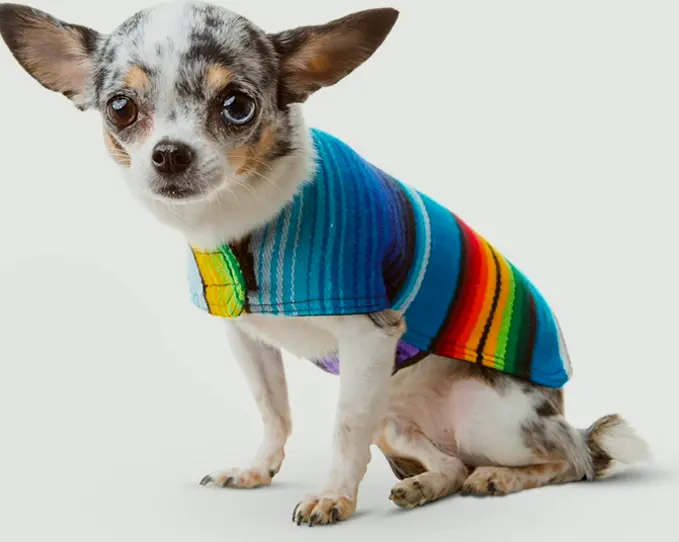 Custom Pet Poncho from Mexican Serape