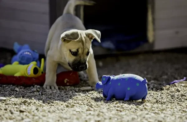 Multipet's 9-inch Rubber Polka Dot Hog Dog Toy, Various Colors