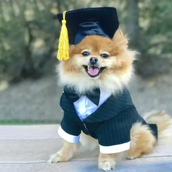 Dog Graduation Hat with Golden Tassel